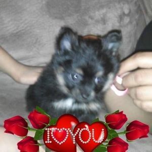 Meet your Posher, Kiara